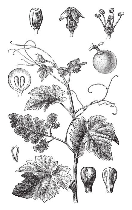 Poster  Esquisse dans un style vintage