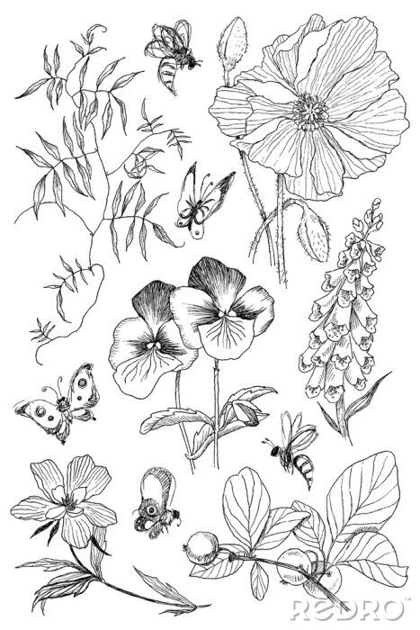 Poster  Esquisse de fleurs d'abeilles et de papillons