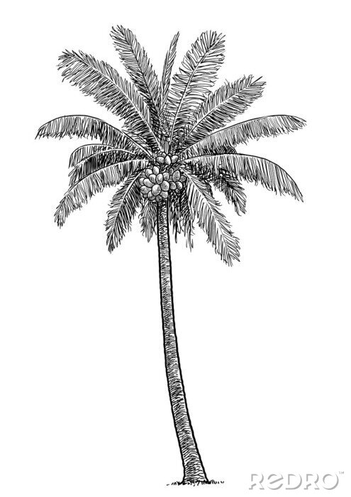 Poster  Esquisse en noir et blanc d'un palmier solitaire