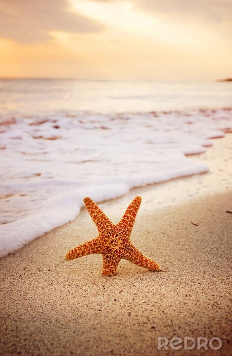 Poster  Étoile de mer dans le sable sur la plage