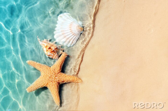 Poster  étoile de mer et coquillage sur la plage d'été en eau de mer.