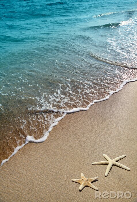 Poster  Étoile de mer sur la plage au bord de la mer