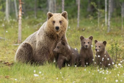 Poster  Famiglia orsi