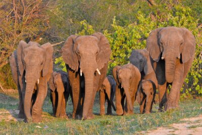 Poster  Famille d'éléphants au lever du soleil