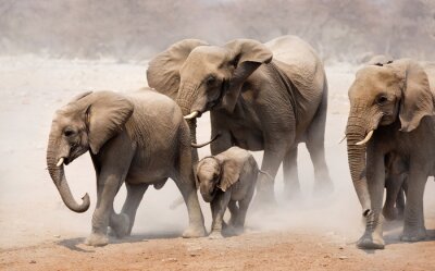 Famille d'éléphants dans la poussière