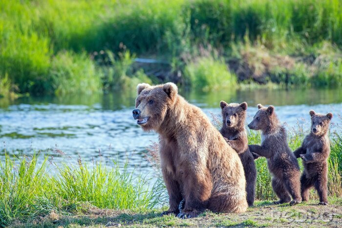Poster  Famille d'ours près de la rivière