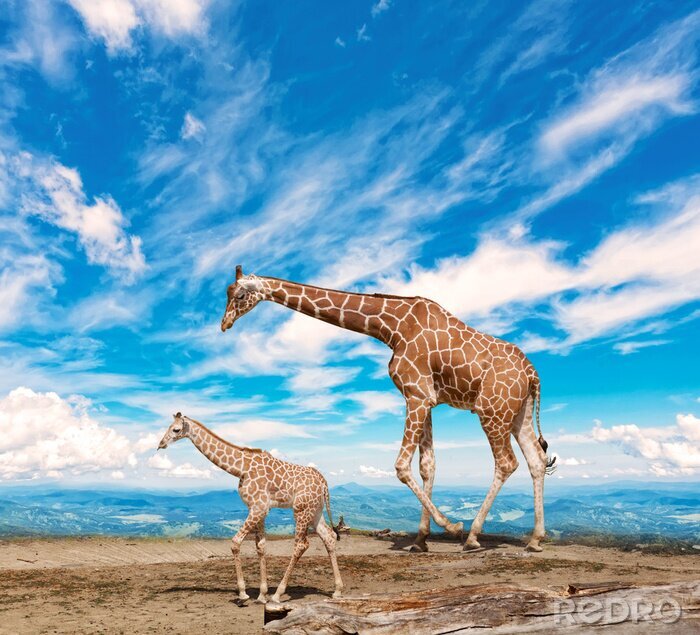 Poster  famille de girafes va contre le ciel bleu