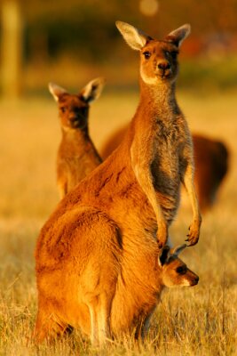 Poster  Famille kangourou