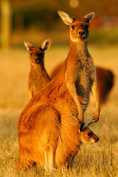 Poster  Famille kangourou