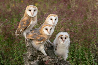 family barn owl on a tree