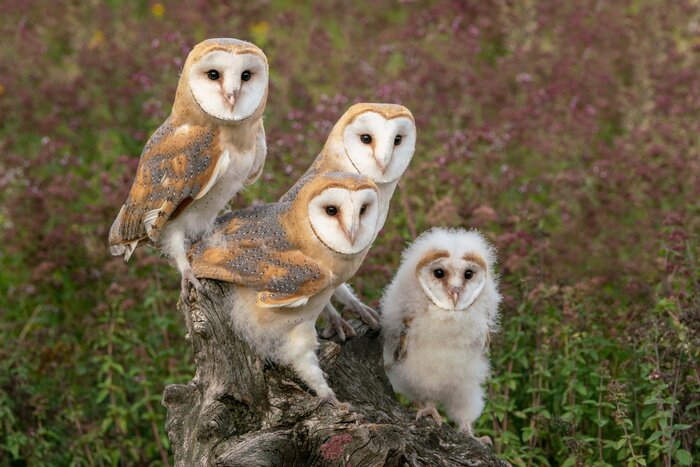 Poster  family barn owl on a tree