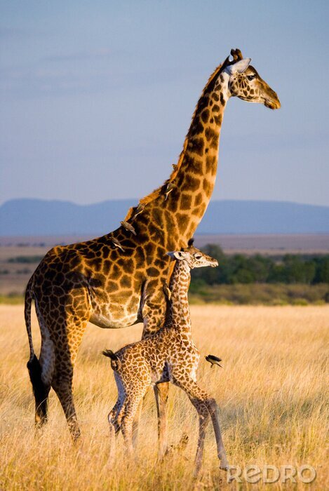 Poster  Femme girafe avec un bébé dans la savane. Kenya. Tanzanie. Afrique de l'Est. Une excellente illustration.