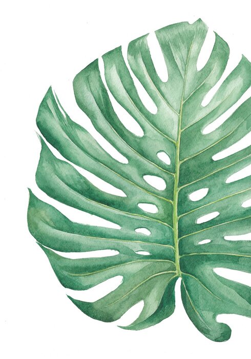 Poster  Feuille de Monstera peinte à l'eau