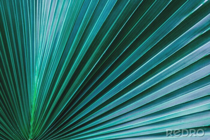 Poster  Feuille de palmier 3D