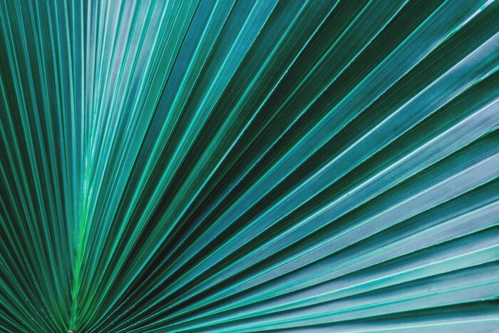 Poster  Feuille de palmier 3D