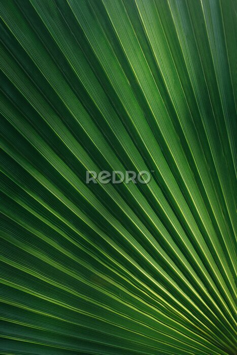 Poster  Feuille de palmier