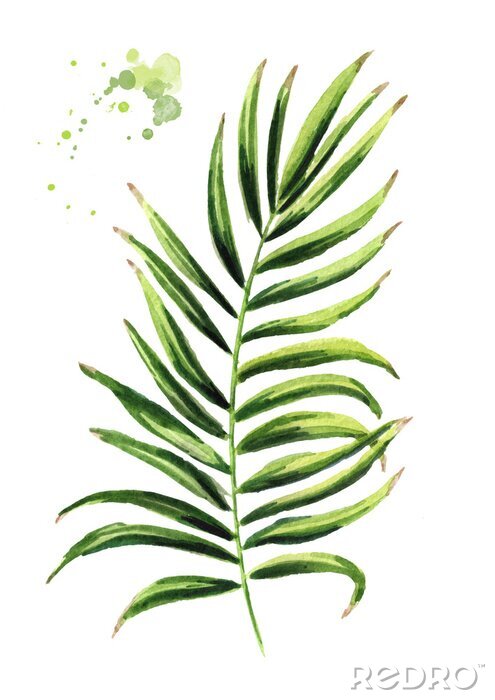 Poster  Feuille de palmier aquarelle avec feuilles ombragées