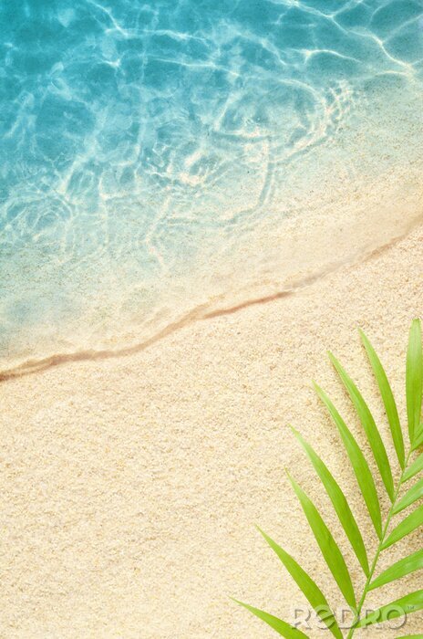 Poster  Feuille de palmier sur la plage