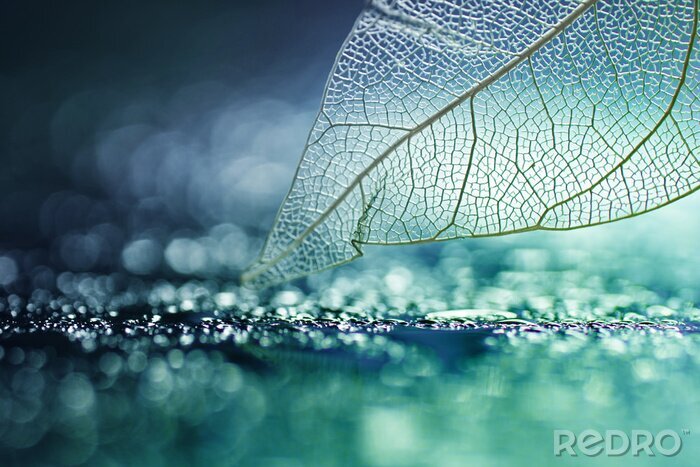 Poster  Feuille transparente la nuit