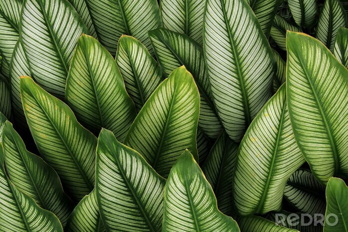 Poster  Feuille verte avec des rayures blanches de Calathea majestica, la nature des plantes feuillage tropical laisse motif sur fond sombre.