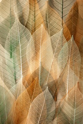 Poster  Feuilles aux couleurs d’automne en gros plan