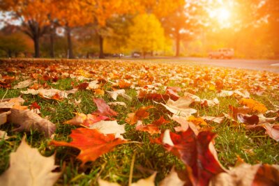 Poster  Feuilles d'automne sur l'herbe en bordure de route