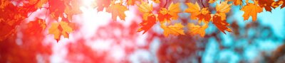 Poster  Feuilles d'érable d'automne sur fond bicolore