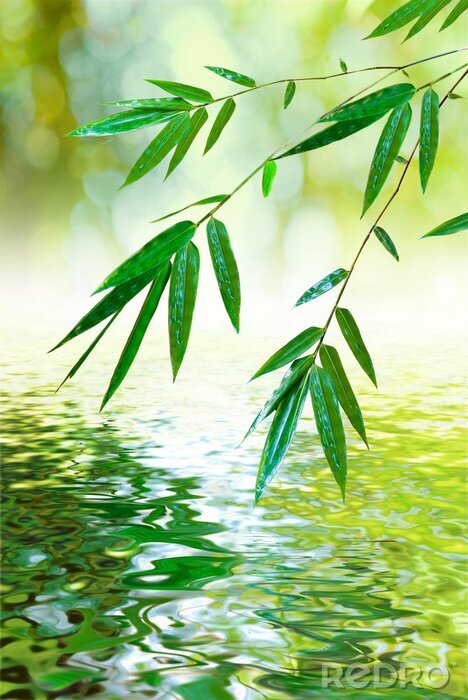 Poster  Feuilles de bambou au-dessus de l'eau calme
