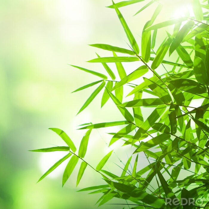 Poster  Feuilles de bambou au soleil