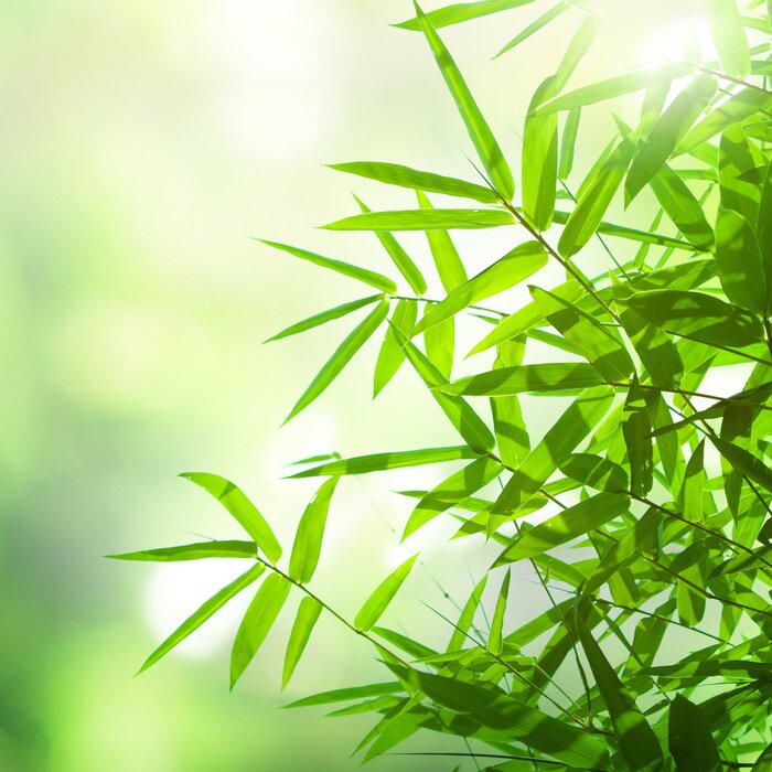 Poster  Feuilles de bambou au soleil