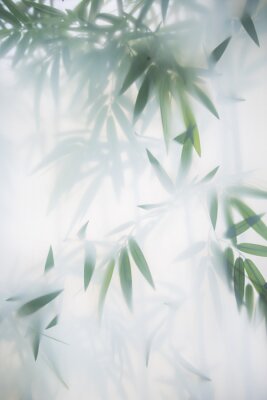 Poster  Feuilles de bambou cachées dans le brouillard