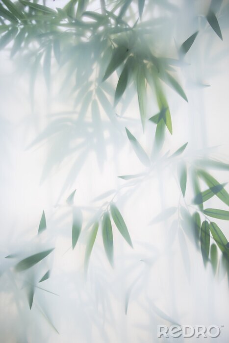 Poster  Feuilles de bambou cachées dans le brouillard