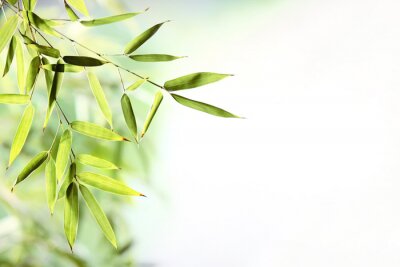 Feuilles de bambou sur fond clair