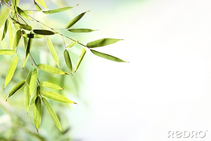 Poster  Feuilles de bambou sur fond clair