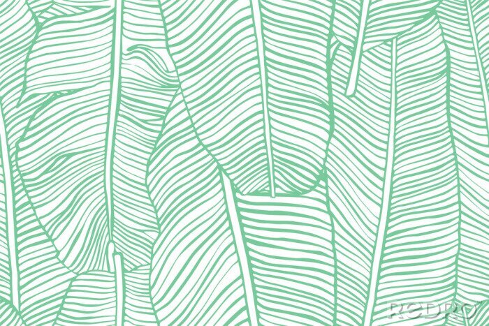Poster  Feuilles de banane esquissées avec une ligne verte