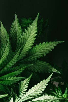 Poster  Feuilles de cannabis ombragées par la lumière