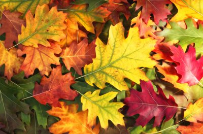 Poster  Feuilles de chêne aux couleurs de l'automne