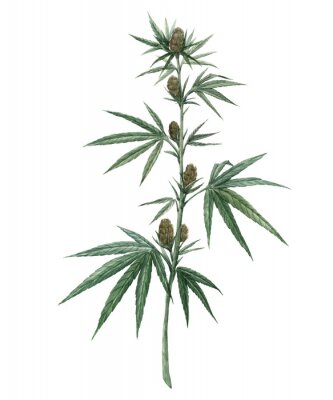 Poster  Feuilles de marijuana sur une fine brindille