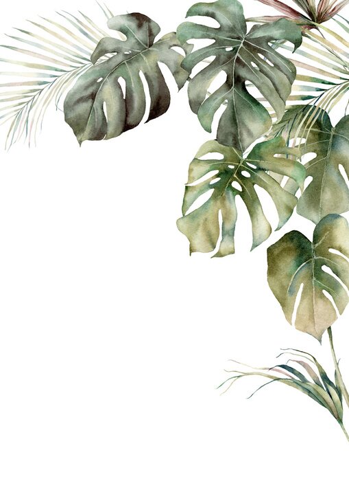 Poster  Feuilles de monstera aquarelle