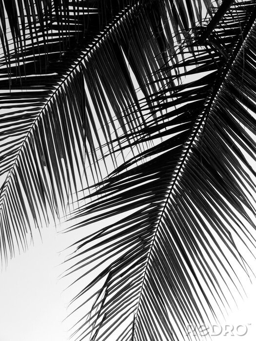Poster  Feuilles de palmier aux couleurs noir et blanc