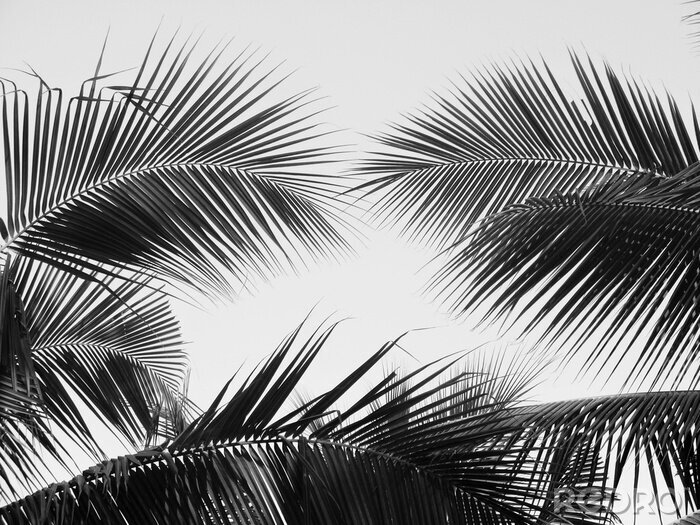 Poster  Feuilles de palmier contre le ciel