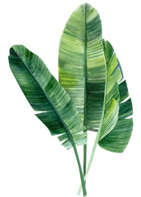 Poster  Feuilles de palmier en motifs verts