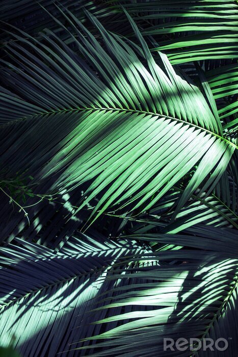 Poster  Feuilles de palmier illuminées par les rayons du soleil