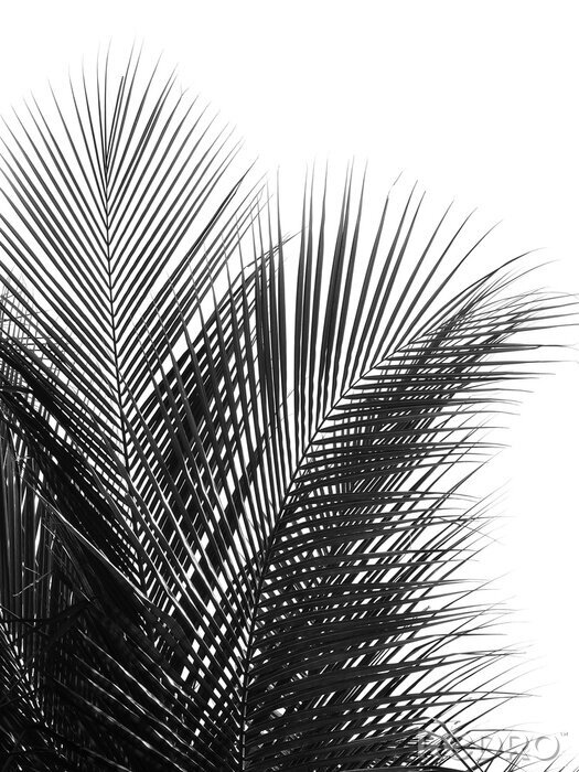 Poster  Feuilles de palmier noir et blanc