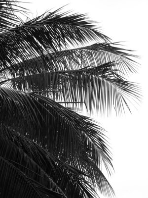 Poster  Feuilles de palmier noir et blanc se bouchent