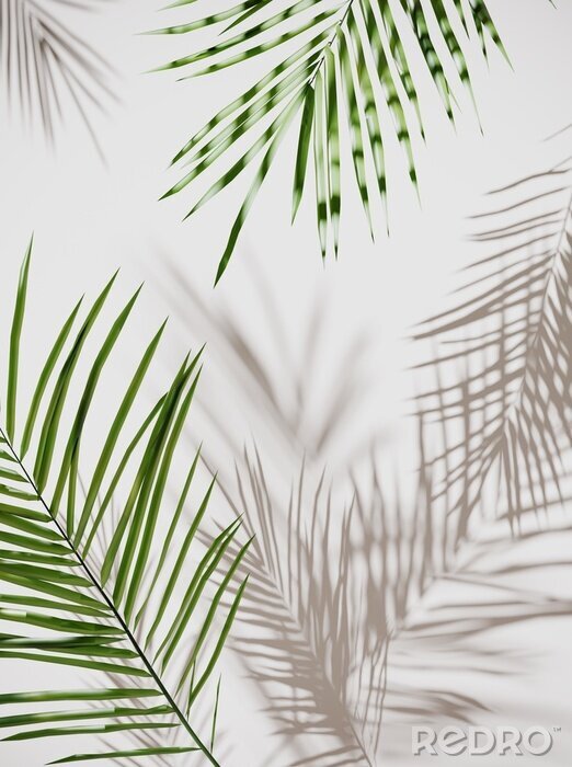 Poster  Feuilles de palmier projetant des ombres
