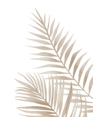 Feuilles de palmier séchées