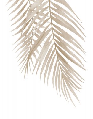Feuilles de palmier séchées pendantes