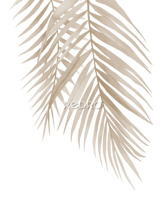 Poster  Feuilles de palmier séchées pendantes