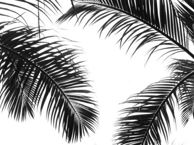 Poster  Feuilles de palmier sur fond blanc